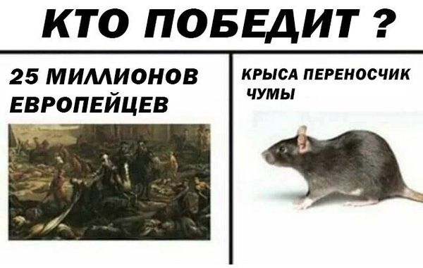 Уничтожение крыс в Дзержинске, цены, стоимость, методы