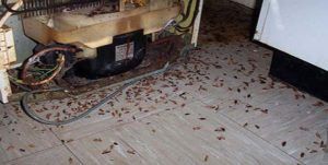 Поморить тараканов в квартире в Дзержинске, цены