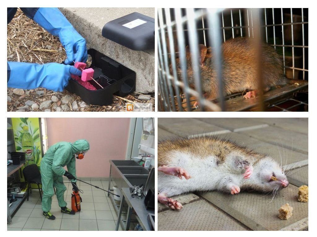 Травить грызунов крыс и мышей в Дзержинске