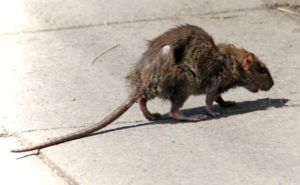 Фирма по уничтожению грызунов, крыс и мышей в Дзержинске
