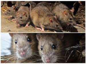 Травить грызунов крыс и мышей в Дзержинске
