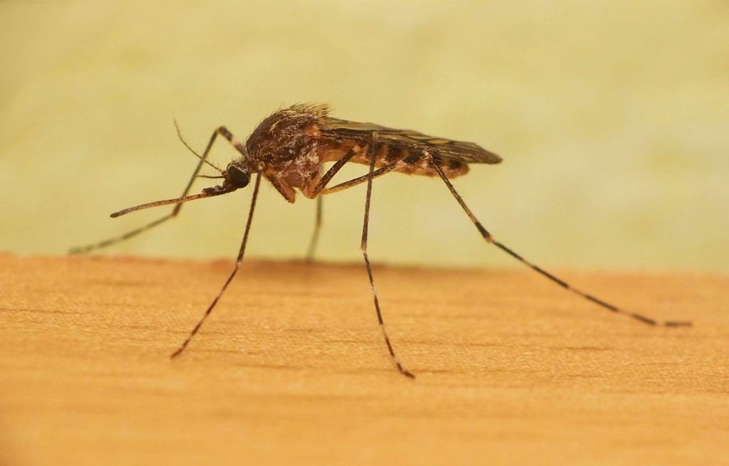 Уничтожение комаров в Дзержинске