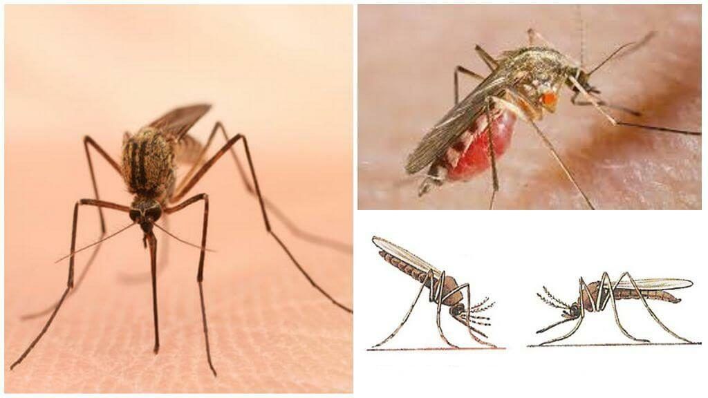 Уничтожение комаров в Дзержинске