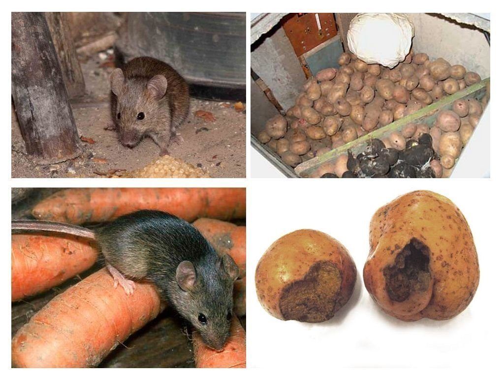 Обработка от грызунов крыс и мышей в Дзержинске