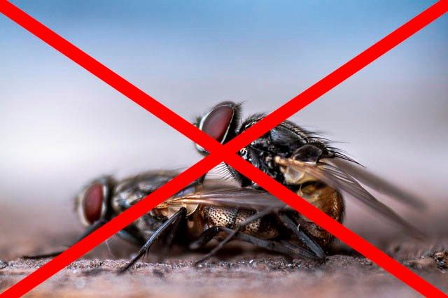 Профессиональное уничтожение мух в Дзержинске с гарантией