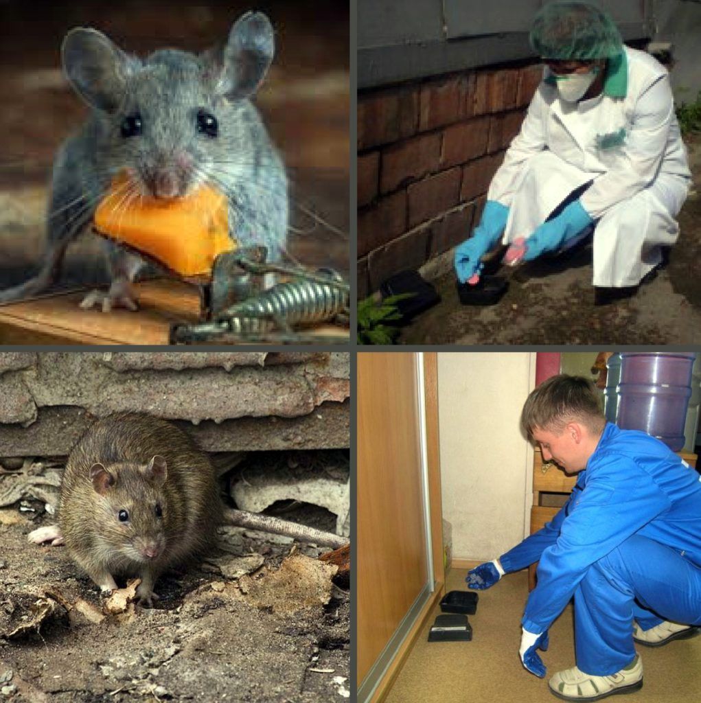 Дезинфекция от грызунов, крыс и мышей в Дзержинске