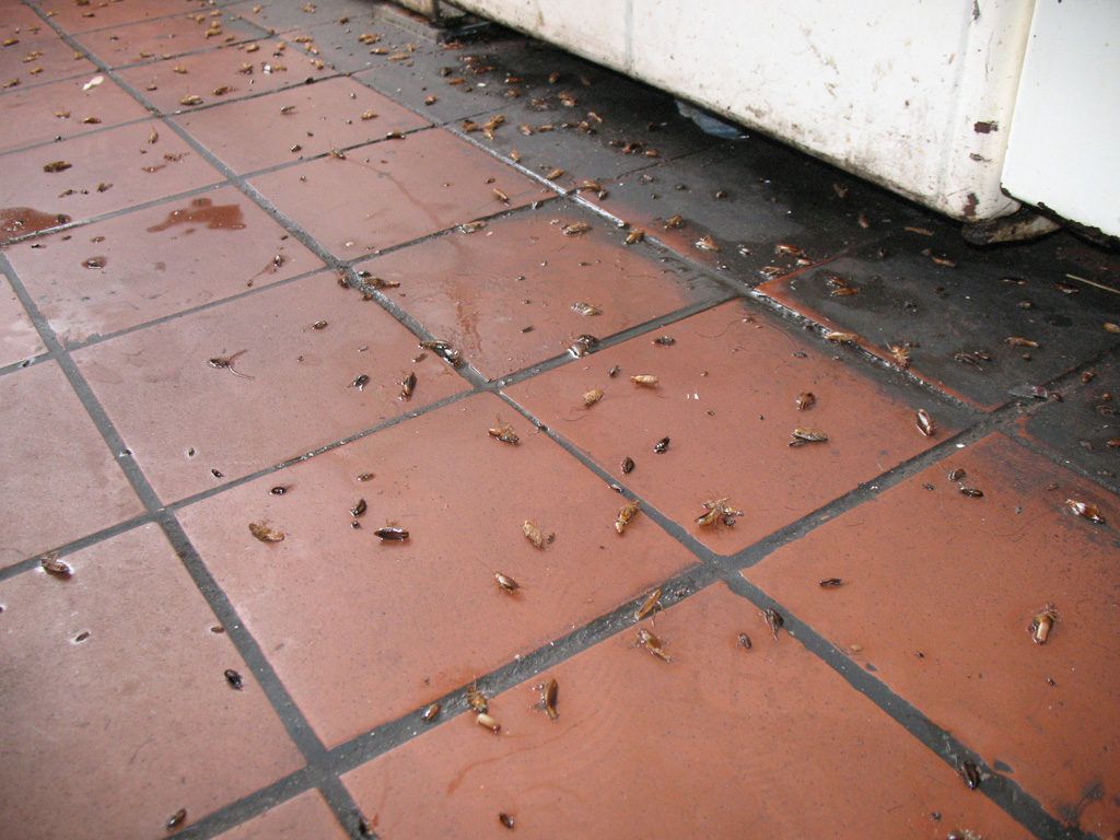 Уничтожение тараканов в квартире в Дзержинске 