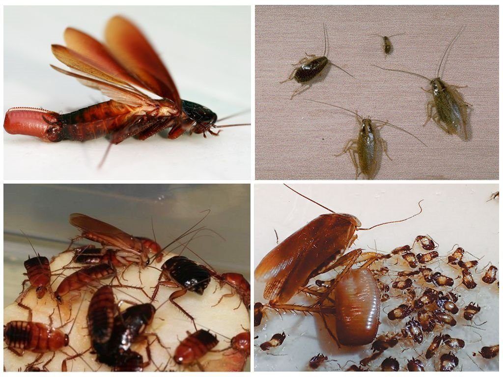 Уничтожение тараканов в квартире в Дзержинске 