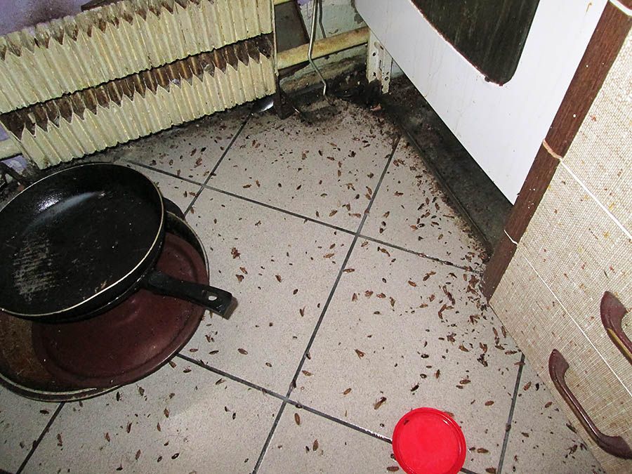 Санэпидемстанция от тараканов в Дзержинске, вызвать, цены